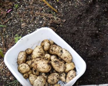 How to Grow Kennebec Potatoes