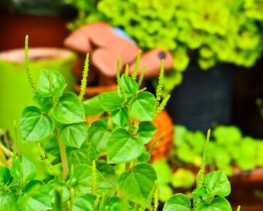 How To Grow Peperomia Pellucida Plants