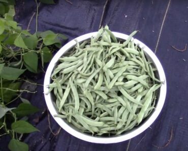 How to Grow Romano Green Beans, Fully Explained
