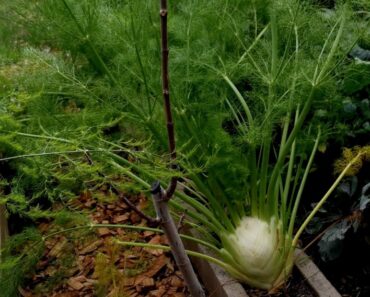 How to Grow the Fennel Plant (Foeniculum vulgare)