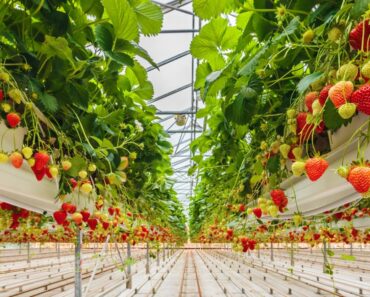 Hydroponic Strawberry Indoor Farming Facts
