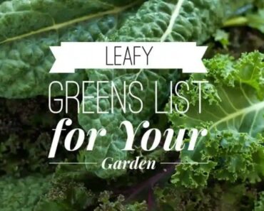 List of Green Leafy Vegetables from A to Z