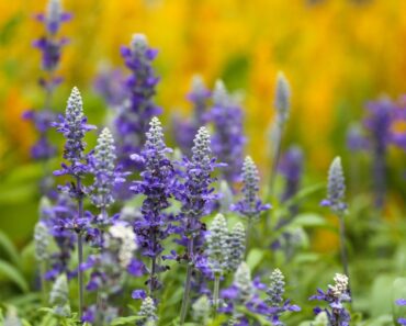 Must-Have Southern Perennials For Garden Beds