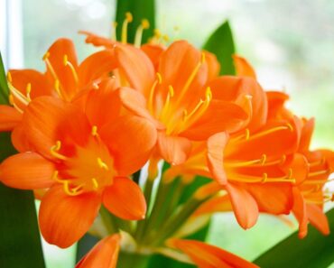 Orange Flowering Houseplant Varieties With Tropical Flair
