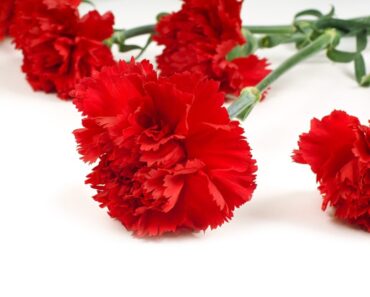 Reasons To Celebrate National Carnation Day