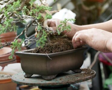 Tips For Repotting Bonsai Trees