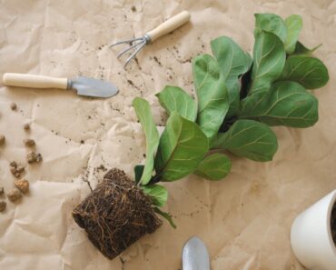 Tips For Repotting Fiddle Leaf Fig Plants