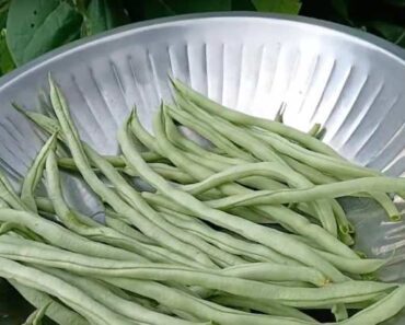 What are the most popular green beans? (10 Good Options)