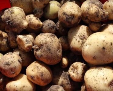 What is an heirloom potato?