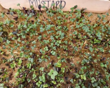How to Grow Mustard Microgreens