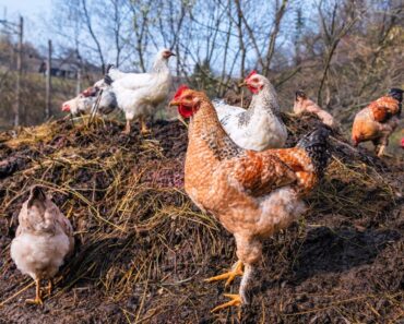 How To Use Fresh Chicken Manure In The Garden