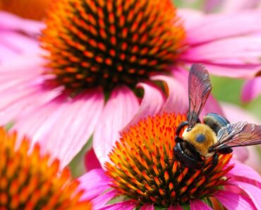 Ohio Valley And Central Midwest Native Pollinator Plants