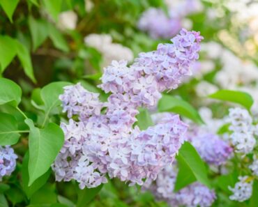 Pastel Plants For A Lovely, Light Purple Flower Garden