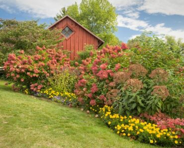 Pretty Mixed Privacy Hedge Ideas That Help Pollinators