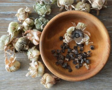 When And How To Harvest Hollyhock Seeds