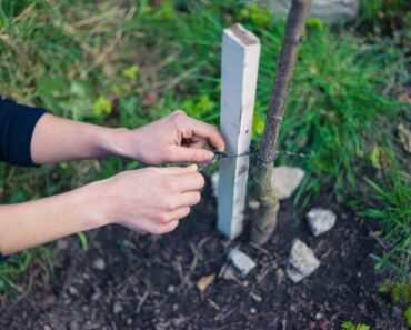 When To Remove Tree Stakes From Saplings