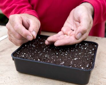 Four steps to seed-sowing success