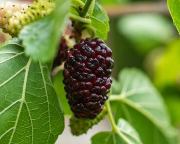 How to grow a mulberry tree