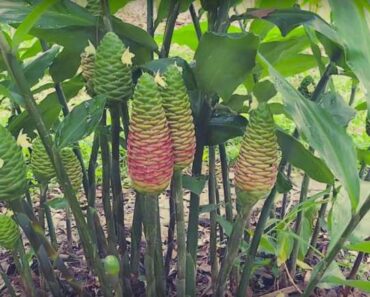 How to Grow a Shampoo Ginger Lily (Zingiber zerumbet)