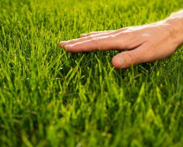 How To Grow A Sustainable Lawn