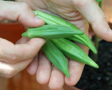 How to grow your own okra