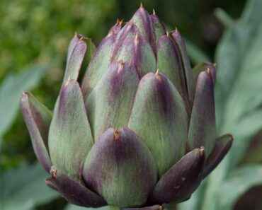 How to plant and grow globe artichokes