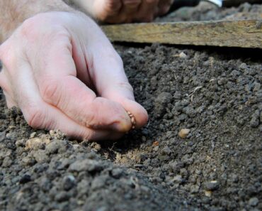 How to sow seeds outdoors