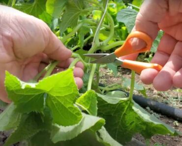 Pruning Cucumber Plants for a Bigger Harvest, Explained