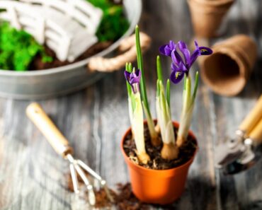 When To Plant Iris Bulbs By Variety