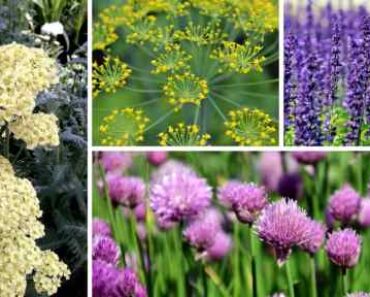 11 Flowering Herbs with Beautiful Blooms