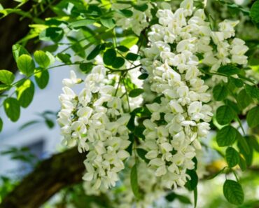 Are Black Locust Trees Invasive Even Though They’re Native?