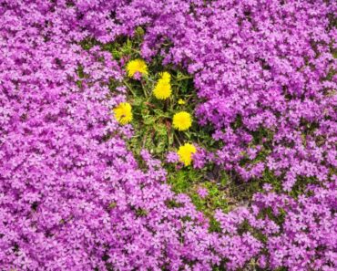 Best Groundcover Plants To Prevent Weeds