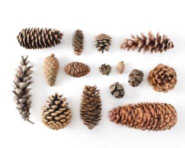 Can You Eat Pine Cones From Any Pine Tree?
