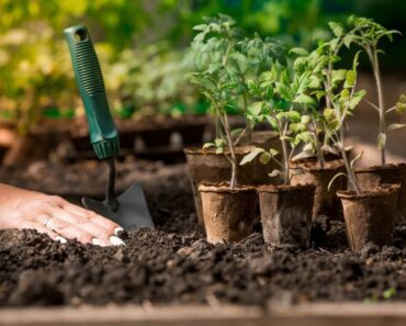 How Many Vegetables To Plant Per Person For A Year