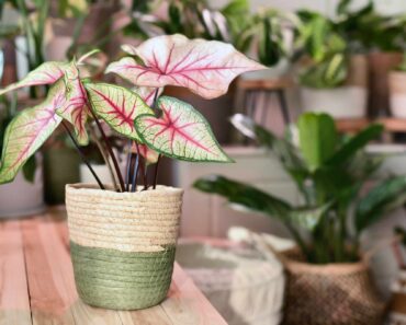 How to grow and care for caladium