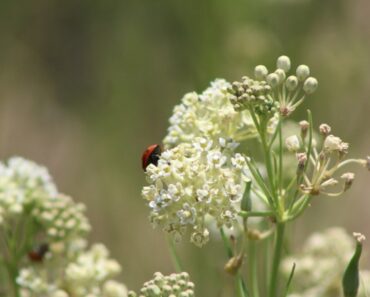 How To Grow Native Whorled Milkweed In The Garden