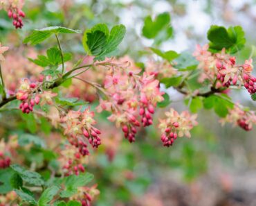 How to grow Ribes sanguineum (flowering currant)