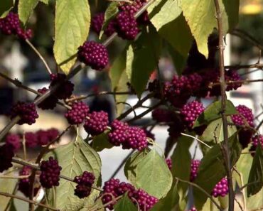 Is American Beautyberry edible?