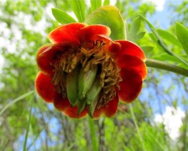 Learn About Wild Peony Varieties Native To California