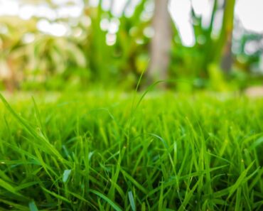 Sustainable Turf Species For A Greener Lawn