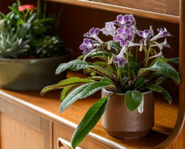 Your spring house plant jobs