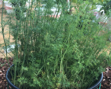 12 Varieties of Dill to Consider Growing This Season