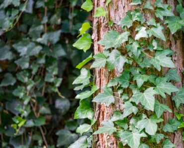 7 Invasive Vines To Avoid In Your Yard And Garden