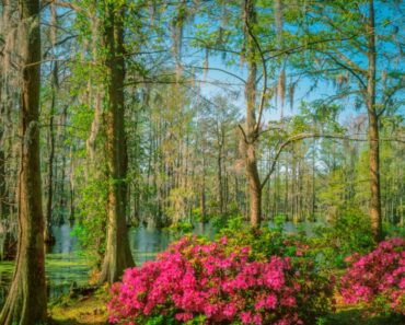 Best Southeast Native Plants, Trees, And Shrubs To Grow