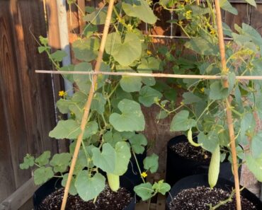 Climbing Cucumbers: Maximize Your Harvest with Vertical Gardening