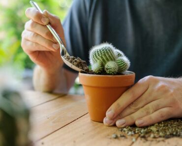 Complete guide to cactus soil