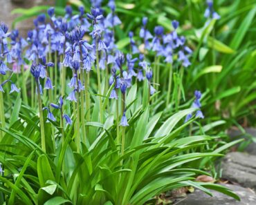 Complete guide to Spanish bluebells