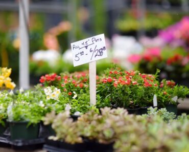 Do You Need A License To Sell Plants From Home?