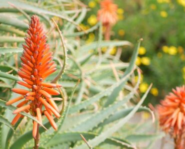 Drought Tolerant Plants For California And Nevada Gardens
