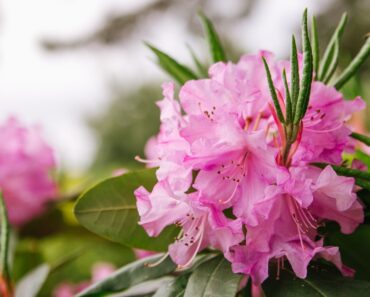 How Curling Leaves On Rhododendrons Act Like A Thermometer